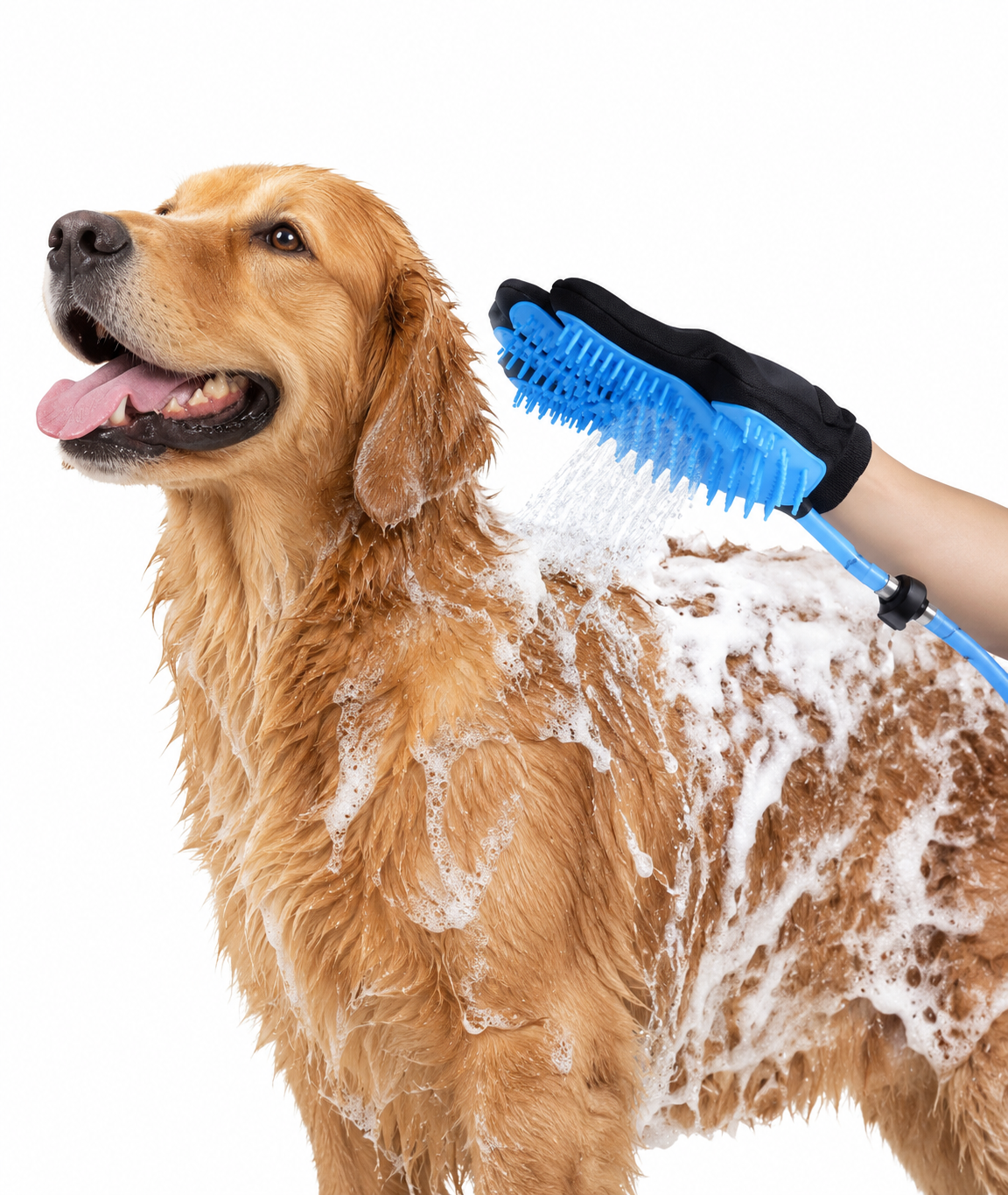 Golden retriever being washed with the blue SplashPaws glove